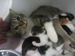 Unlike dogs, cats are known to be silent, brutal, and savage. Mama Cats Nursing Puppies Are One Big Happy Family Huffpost