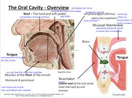 the cavity mastication l11