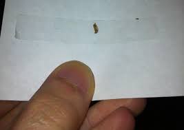 how big are bed bug ss bedbugs