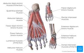 Dorsal Muscles Of The Foot Anatomy And Function Kenhub