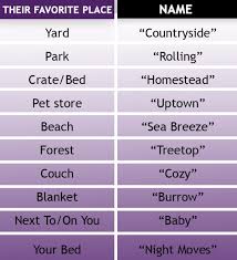 This Hilarious Chart Lets You Pick A Fancy Show Dog Name For