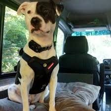 Dog Car Harness Dog Harness For Car