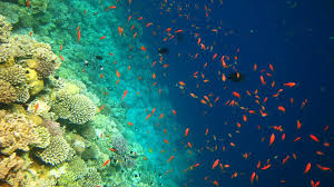 Blue Hole Dahab Safari Day Tours