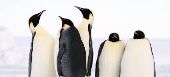 what-is-a-bunch-of-penguins-called