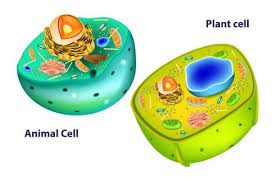 cell parts and functions biology