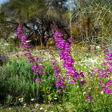 Gardens Tohono Chul Tucson Az