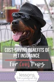 There are no easy comparison sites for other pets, but you can insure your rabbit, budgie, guinea pig, horse , parrot, reptile or exotic pet. Account Suspended Senior Dogs Care Elderly Dog Care Pet Insurance