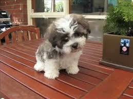 Still, none will have the stubby nose and bulging eyes of a shih tzu and long hair of a a maltese shih tzu puppy usually costs between $500 to $700. Maltese Shih Tzu A Very Cute Pup Youtube
