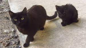 Sometimes they are hard to photography, and sometimes, with the right background, they look stunning. Black Kitten With Mother Cat On The Street Youtube