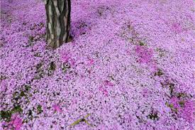 12 ground covers with pink flowers