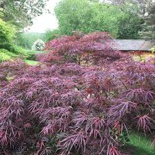 Another walk though of a new garden with many variations of 'mikawa yatsabusa' her at mrmaple.com. Acer Palmatum Red Pygmy Dwarf Japanese Maple Trees For Sale