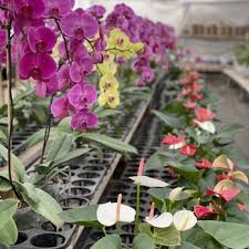 Top 10 Best Orchid Nursery Near