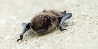 How To Tell If You Have Bats Nesting In