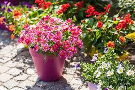 How To Plant Flowers In Pots
