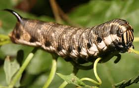 Most likely your caterpillar is a species of the family sphingidae, known as the sphinx moths (also hawk or hummingbird moths, caterpillars known as hornworms). Flying Kiwi Caterpillar Photo Galleries