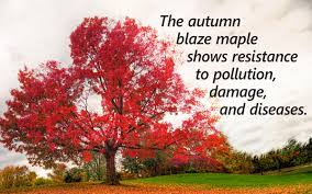 autumn blaze maple growth rate gardenerdy