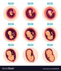 Pregnancy Stages Human Growth Stages Embryo