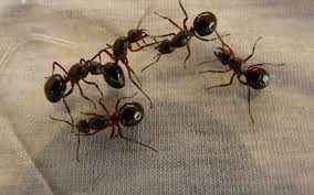 easy homemade ant that works