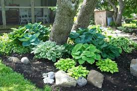 Hosta Under Tree Photo Shade Garden