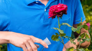 What is a good fertilizer for rose bushes. 13 Best Fertilizers For Roses A Buyers Guide