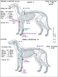 Pin By Lisa Edens Tan On Dog Acupuncture Points
