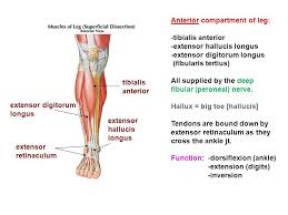 Leg muscles are usually divided into the four fascial compartments of the leg: Leg Muscles Objectives Identify And Name The Contents Of The Leg Muscles Anatomy And Physiology Muscle