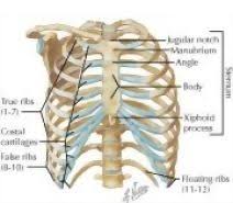 Human rib cage illustration, rib cage heart human skeleton anatomy, skeleton hand, human body, human anatomy png. Thoracic Wall Thoracic Cage Skeleton