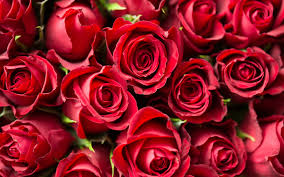 red roses wallpaper 4k red flowers