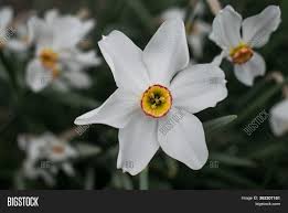 These best perennial flowers and plants have a range of bloom times to fill your garden with beautiful flowers all spring, summer, and fall. White Flowers Image Photo Free Trial Bigstock