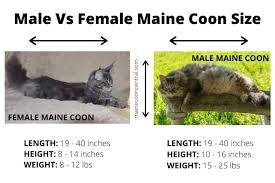 why are maine cats so big maine