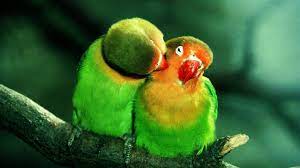 love birds couple 6949059
