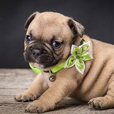 Every year there is a considerable increase in pet ownership in the country. Petland Jacksonville Puppies For Sale Jacksonville Florida Pet Store