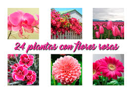 24 plantas con flores rosas nombe