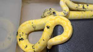 paradox albino carpet python albino