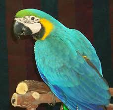 Macaws Bird Guides For Macaw Types Large Macaws Mini
