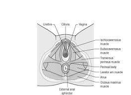 anatomy of the pelvic floor clinical gate
