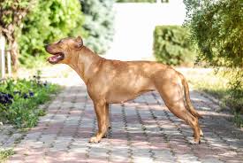 pit bull dog breed profile rament