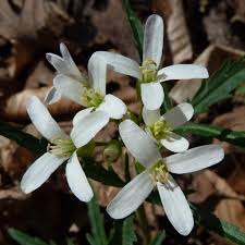 common spring wildflowers in ohio