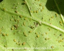 identifying vegetable garden pests in