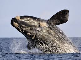 perfume makers could soon replace whale