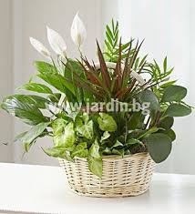 Виж над【17】 обяви за саксийни цветя с цени от 3 лв. Saksijni Cvetya 1 Zhardin