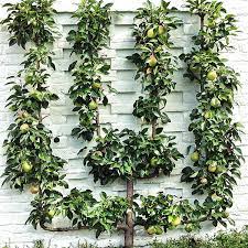 Espalier Fruit Trees Create A Home