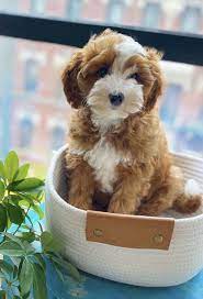 about the cavapoo breed maple hill