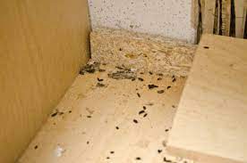 how to clean mouse droppings earthkind