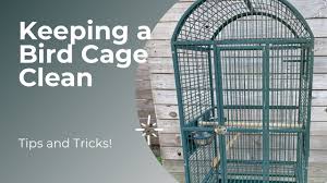 keeping a bird cage clean tips and