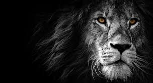 100 black and white lion wallpapers