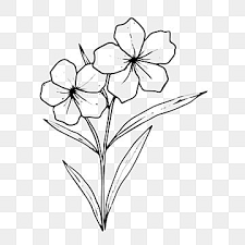 flower drawing png transpa images