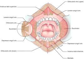 anatomy of the cavity springerlink