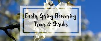 Find & download free graphic resources for spring flowering trees. 7 Best Flowering Trees And Shrubs For Your Yard Patuxent Nursery