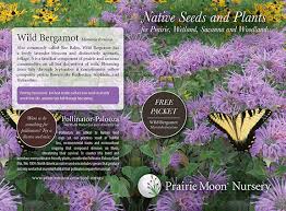 Free Wild Bergamot Seed Packet